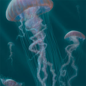 Vincent Hie Blue Jellyfish Wii (Includes 1 Controller) Skin